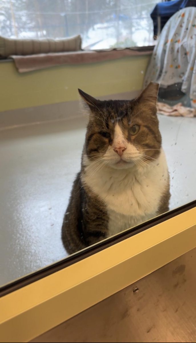 big papa waiting to find his forever home!