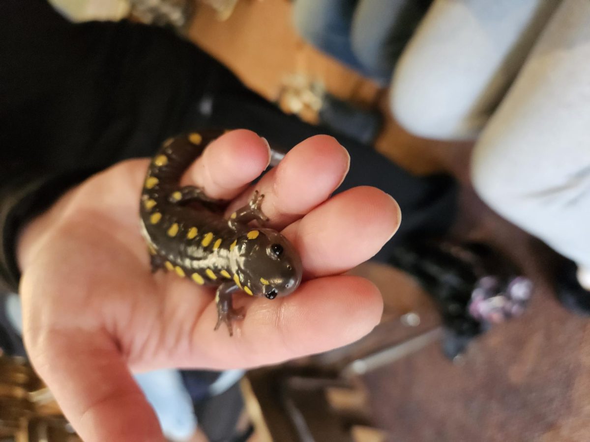 A student holding an animal in the palm of her hand, while at the White Memorial COnservation Center.